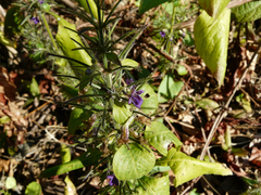 Haplanthodes verticillatus