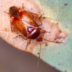 Alloeotomus gothicus