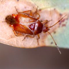 Alloeotomus gothicus