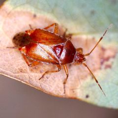 Alloeotomus gothicus