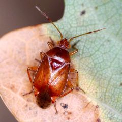 Alloeotomus gothicus