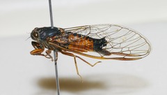 Yoyetta landsboroughi