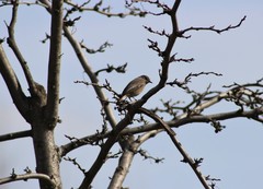 Phoenicurus ochruros