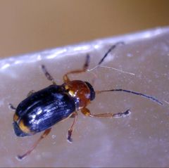 Cryptocephalus pusillus