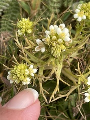 Triphysaria floribunda