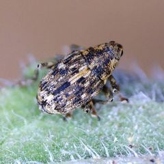 Datonychus melanostictus