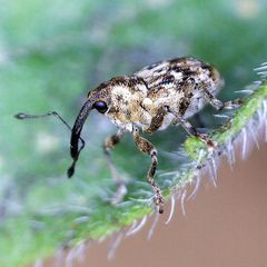 Datonychus melanostictus