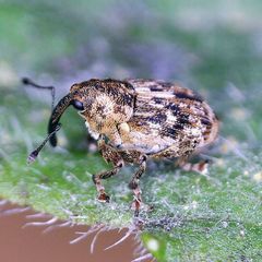 Datonychus melanostictus