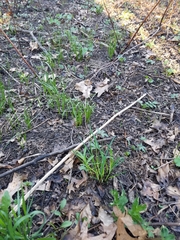 Oryzopsis asperifolia