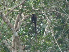 Plecturocebus brunneus