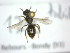 Lasioglossum