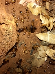 Camponotus baldaccii