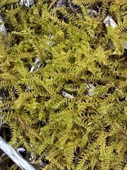 Triquetrella tristicha