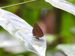 Arhopala athada