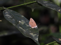 Arhopala athada