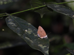 Arhopala athada