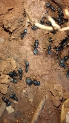 Camponotus kiesenwetteri