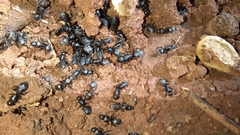 Camponotus kiesenwetteri