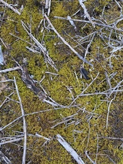 Triquetrella tristicha