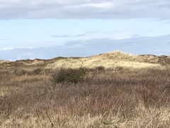 Emberiza schoeniclus