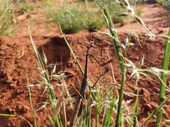 Archimantis quinquelobata