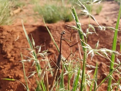 Archimantis quinquelobata