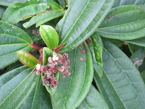David Viburnum