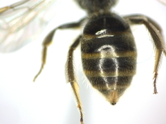 Lasioglossum