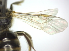 Lasioglossum