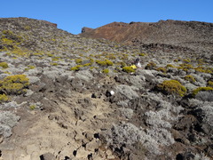 Seriphium passerinoides