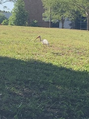 Eudocimus albus