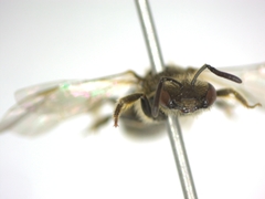 Lasioglossum