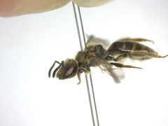 Lasioglossum