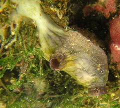 Asterocarpa coerulea