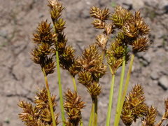 Carex subbracteata