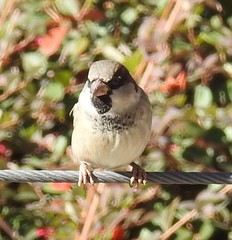 Passer domesticus
