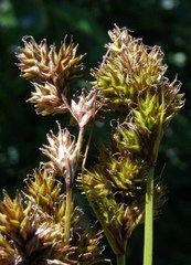 Carex subbracteata