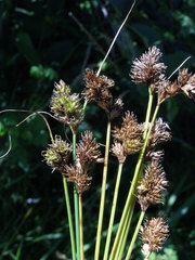 Carex subbracteata