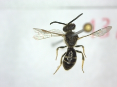 Andrena