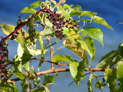 Phytolacca americana