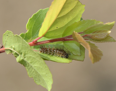 Phalanta phalantha phalantha