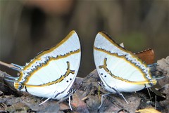 Polyura eudamippus
