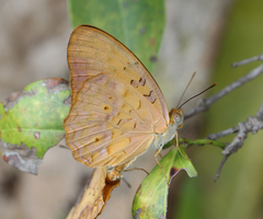 Phalanta phalantha phalantha