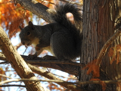 Sciurus carolinensis