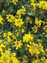 Coronilla valentina glauca