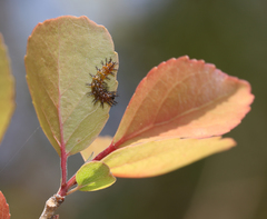 Phalanta phalantha phalantha