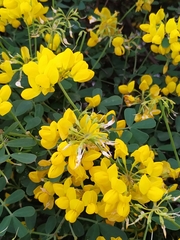 Coronilla valentina glauca