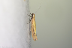 Ypsolopha unicipunctella
