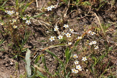 Leptosiphon parviflorus