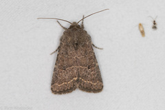Protorthodes texicana